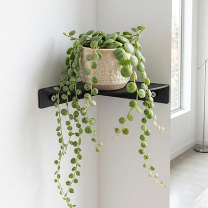 Corner Shelf