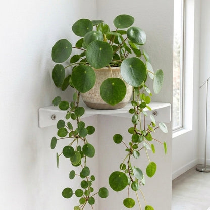 Corner Shelf